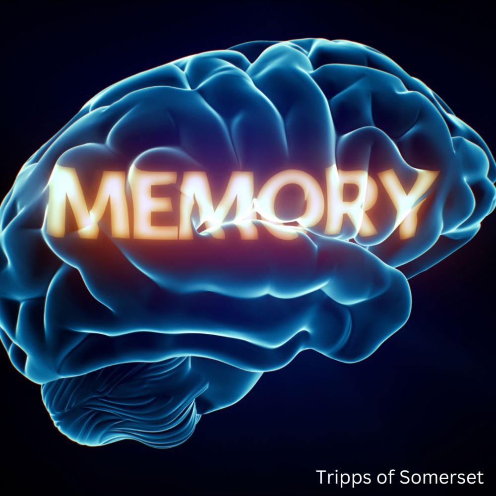 olfactory memory Proust effect, Brain memories